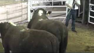 preview picture of video '2009 Dalkeith Poll Herefords Sale - Lot30'