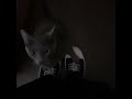 Kashdami Trust Issues Sped Up Reverb