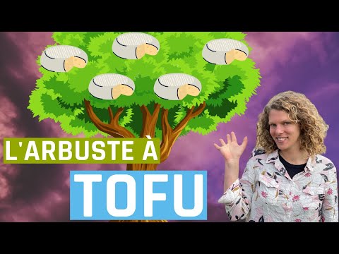 L'arbuste a tofu ? Ou comment cuisiner une légumineuse vivace. ( Caragana arborescens )