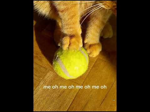 pipsqueak # sing along