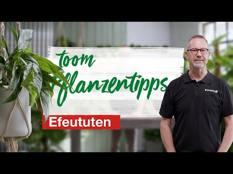 toom Pflanzentipps – Efeututen | toom Baumarkt