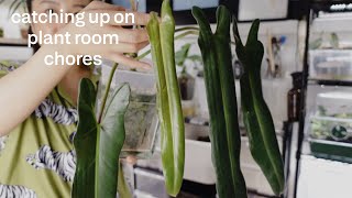 slow plant room care day 🪴 plant chores & chat
