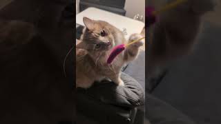 新しい猫じゃらしを買いました #可愛い猫 #猫