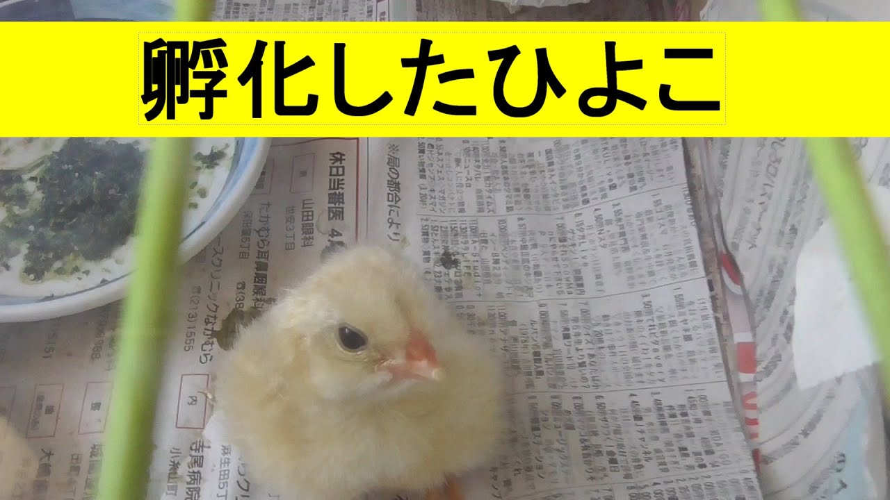 数ヶ月前だけど卵が孵ってヒヨコ🐤になった、自分で出られなかったから濡らしながらカラを剥がしました、今では立派に成長して朝から鳴いてうるさいです