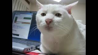 永井先生の無職雑談ラジオ