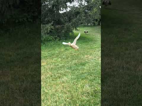 buff and indian runner ducks flying