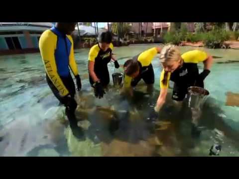 Stingray Experience at Atlantis, Paradise Island Bahamas