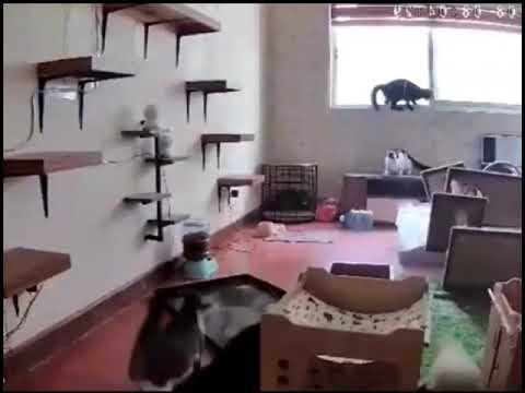 Chaos visualized in mere seconds, demonstrated by a room full of cats and several props