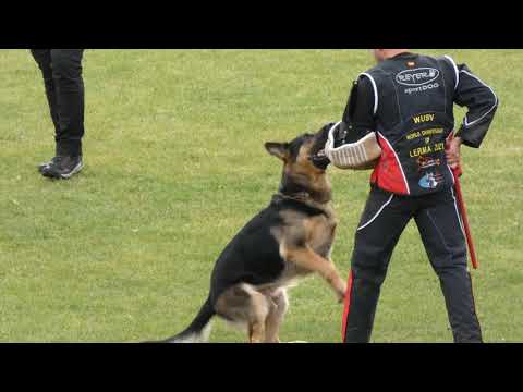 WUSV 2021  USA 6 - CHRIS BETTIN & ACE VON SCHWEIZER  C 85