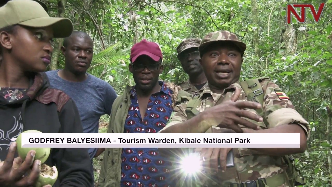 NTV Green: Kibale National Park, the world's primate capital
