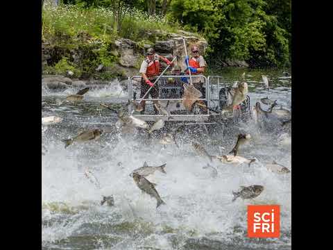 Can A Billion-Dollar Barricade Keep Carp Out Of The Great ...