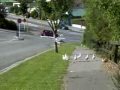 Seagulls Eating McDonalds