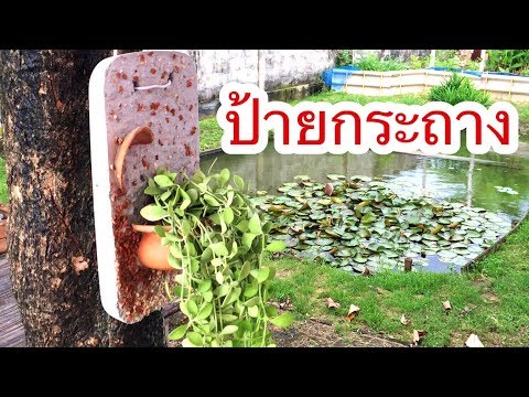 คลิกเพื่อดูคลิปวิดีโอ