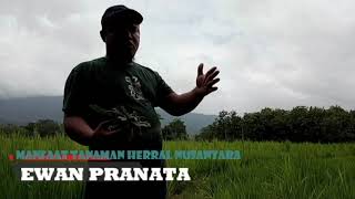 Download lagu Sakit pinggang atau lemah syahwat.kenali tanaman Nusantara satu ini..manfaat dan fungsinya. mp3