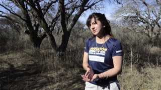 Genetic and conservation of the endangered crowned eagle (Buteogallus coronatus).