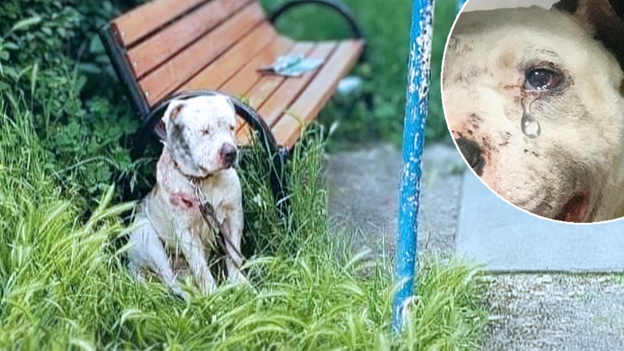 Chained for life and mistreated, the blind dog begs its owner for mercy and freedom