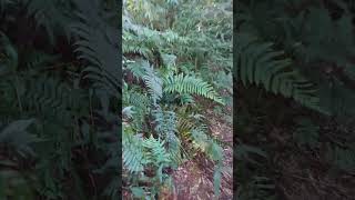 RESPIRANDO OXIGÊNIO PURO #shorts