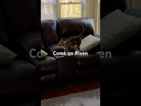 Riven is on the move! #bengalcatsworld #bengalcatlovers #riventhebengal