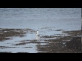Heron Mobbed By Herring Gulls