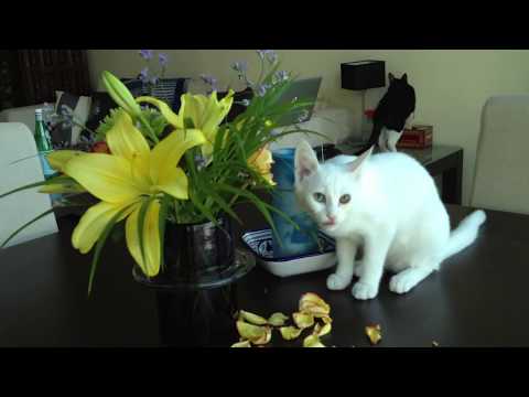 Maitri Loves Yellow Roses and Lucy Loves Tissues
