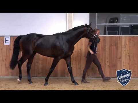 2015 Stallion by FURST BELLISSARO (Furstenball x Belissimo M)