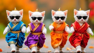 Cat Dance Funny Video 😹🐾️Videos For Cats 😹Viral Cat Dance 💃#dancingcat #catdance #cat @furrycornerz