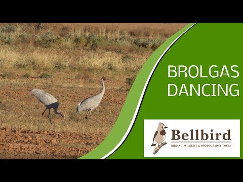 Brolgas Dancing