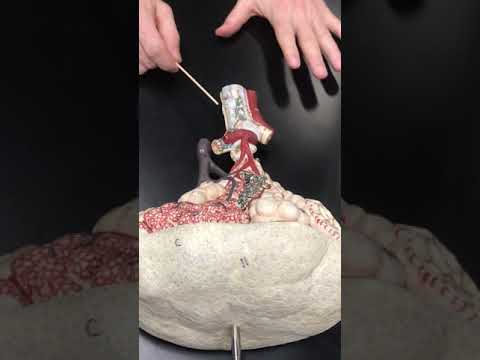 Bronchial Tree and Bronchiole “Tree” with Dr. Masi