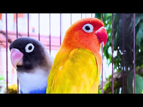 Happy Lovebird & Parrot Sounds for 1 Hour
