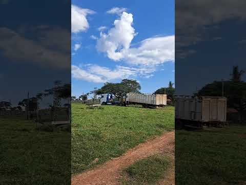 Palmeiras, dois irmãos do Buriti-(Ms).🚜