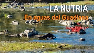 La Nutria, en aguas del Guadiana