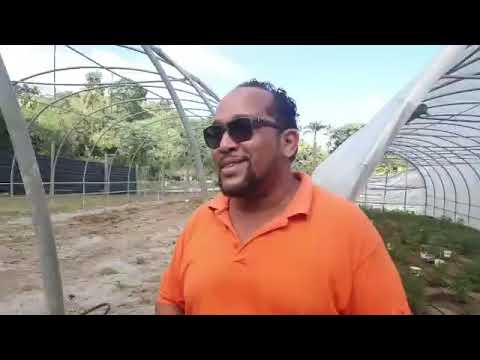 SVG Cannabis Limited's founder Robert "Bobby" Forde explains the effect the volcanic eruption