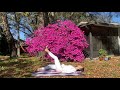 Kundalini Yoga Nabhi Kriya In English
