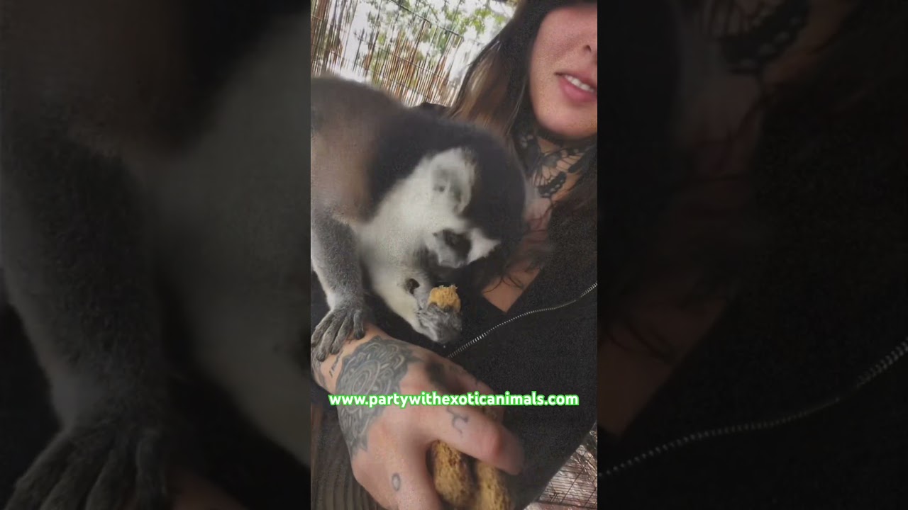 Promotional video thumbnail 2 for Party With Exotic Animals