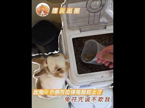 兔兔生存危機：為了吃一口零食竟然使出渾身解數！ #兔子 #萌寵 #搞笑 #兔兔日常 #萬萬沒想到