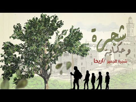 برنامج شجرة وحكاية/الحلقة الثالثة/ شجرة الجميز - مدينة اريحا
