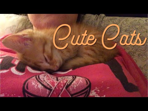 CATS & KITTENS | CAT COMPILATION