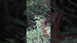 Download lagu Snowshoe Hare Coming Out In Summer #nature #wildlife #hare #summer #rabbit #shorts mp3