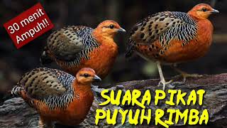 Download lagu Suara pikat burung puyuh rimba/puyuh tarun-tarun 30 menit mp3