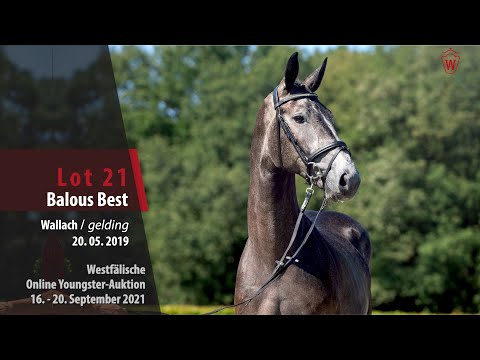 Youngster Online-Auktion Lot 21 Balous Best Wallach v. Balous Bellini - Cornet Obolensky