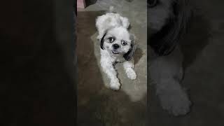 Download lagu Antokkkk much nah si chloudy mahma mp3