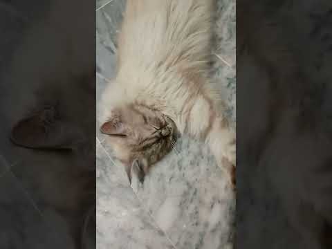 kitty Fluffy #cat #cats #funny #funnyvideo #fun