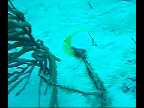 My second dive ever.. Micah, Jacob, Todd