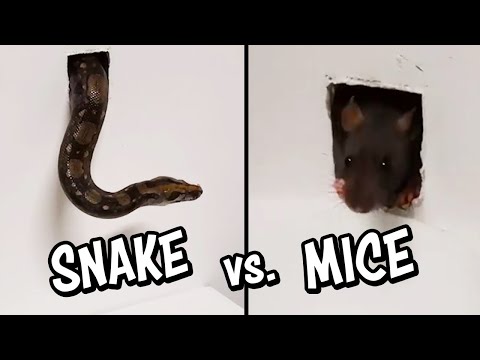 Ozzy Man Reviews: Snake vs Mice