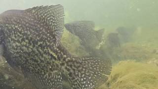 SUPER CLEAR Spawning Black Crappie UNDERWATER - Minnesota Springtime!