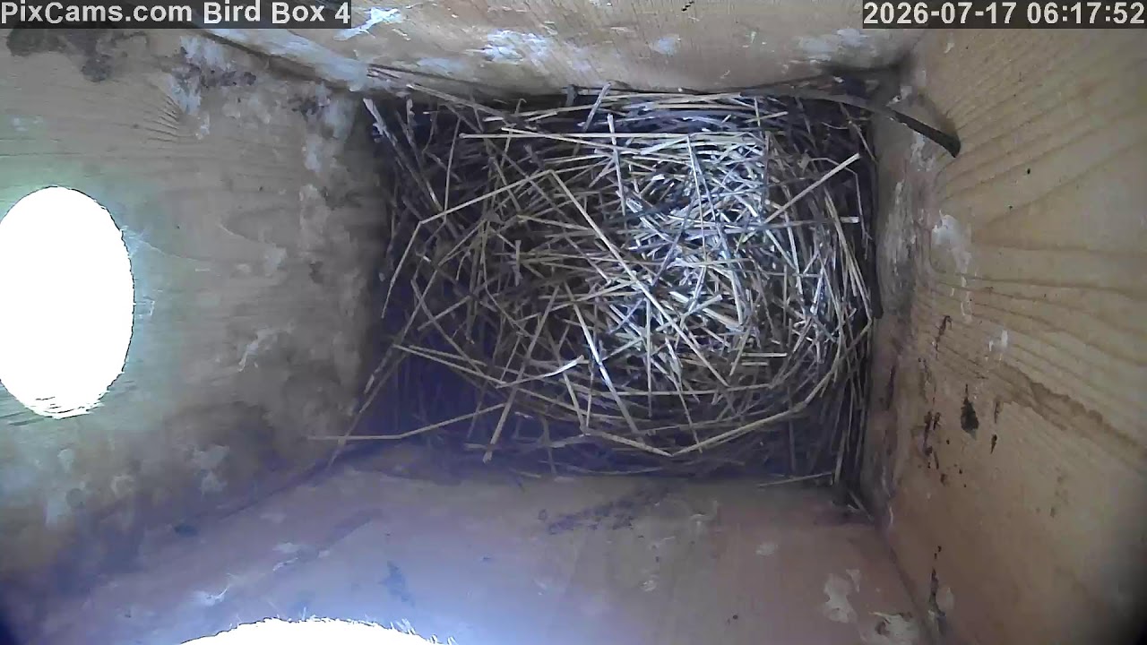 Live webcam view of Cámara del Nido de Azulejos