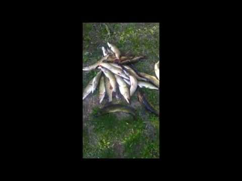 pescuit stiuca delta dunarii 2014 holbina