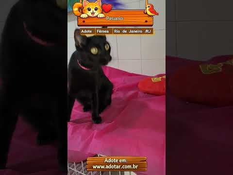 Vídeo de Petunia 
