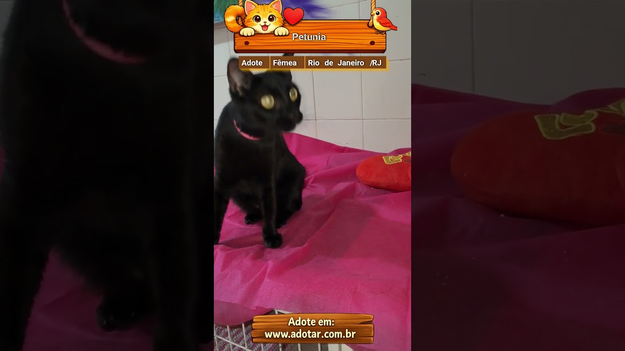 Gato raça SRD-ViraLata idade 7 a 11 meses nome Petunia 