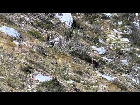 Violent combat de Cerfs.avi